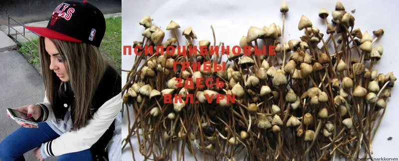 цены наркотик  Нальчик  Галлюциногенные грибы Psilocybine cubensis 